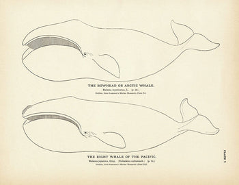 Arctic Whale (Bowhead) and the Right Whale of the Pacific Art Print Fisheries Muir Way 