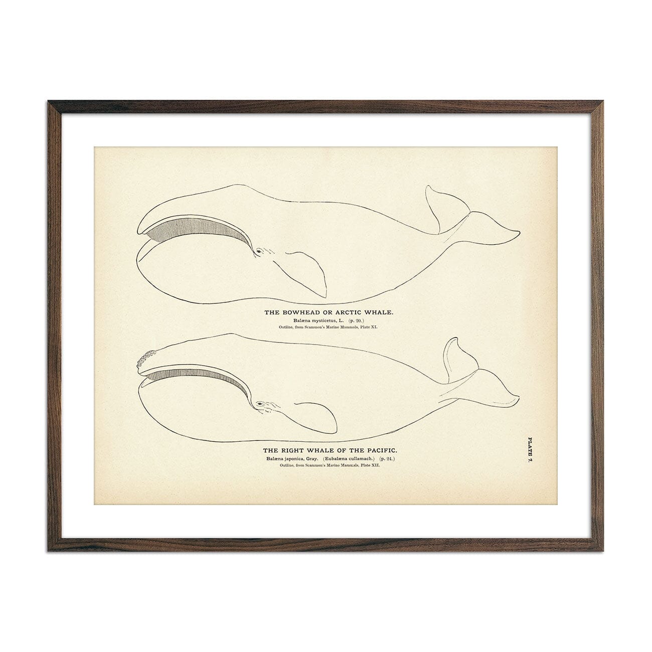 Arctic Whale (Bowhead) and the Right Whale of the Pacific Art Print