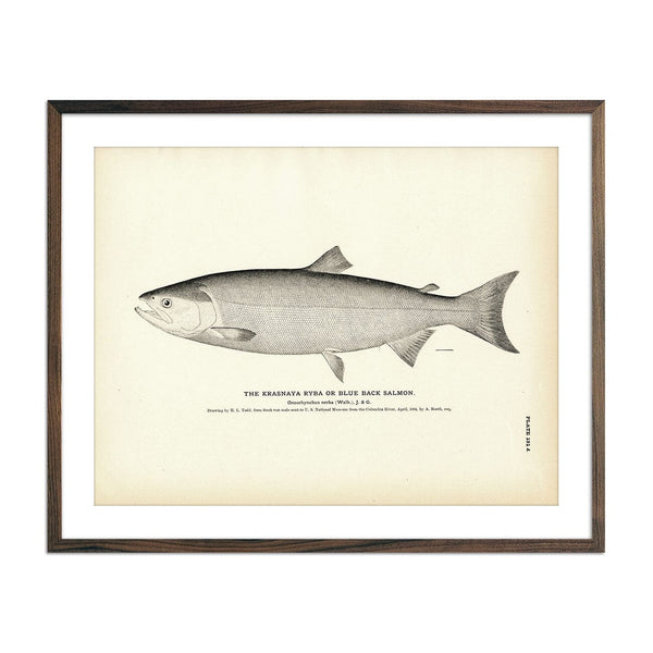 Blue Back Salmon (Krasnaya Ryba) Art Print Fisheries Muir Way 