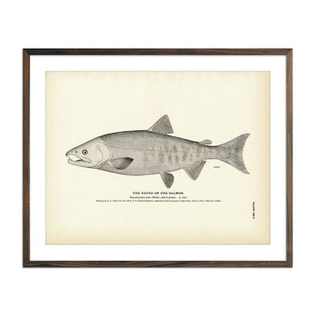 Kayko (Dog Salmon) Art Print Fisheries Muir Way 