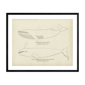 Finback and California Gray Whale (Devil-Fish) Art Print Fisheries Muir Way 