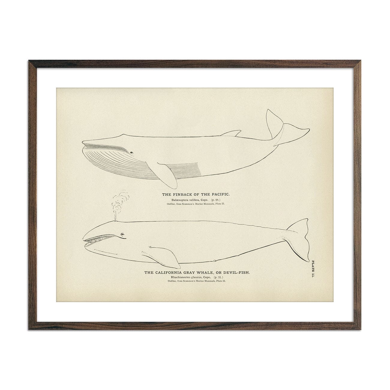 Finback and California Gray Whale (Devil-Fish) Art Print