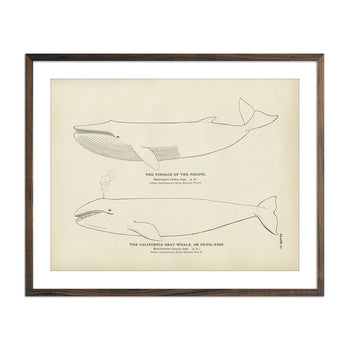 Finback and California Gray Whale (Devil-Fish) Art Print Fisheries Muir Way 