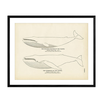 Humpback of the Pacific and Sulphur Bottom of the Pacific Art Print Fisheries Muir Way 