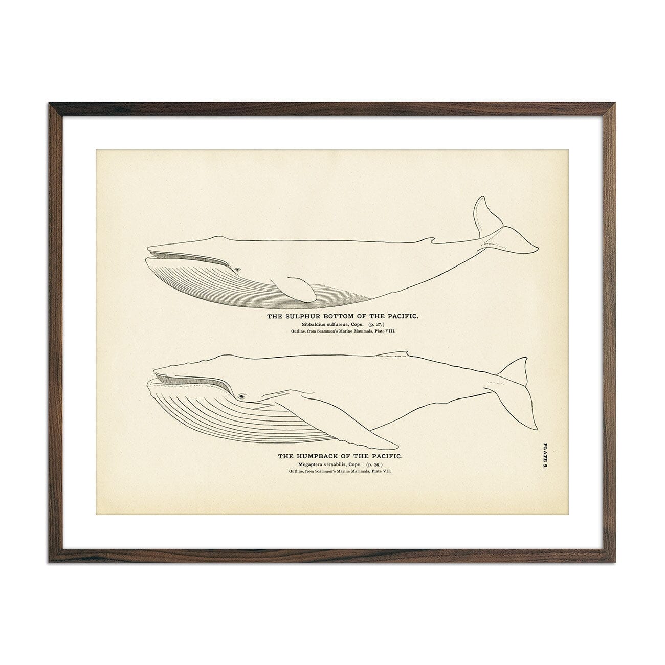 Humpback of the Pacific and Sulphur Bottom of the Pacific Art Print