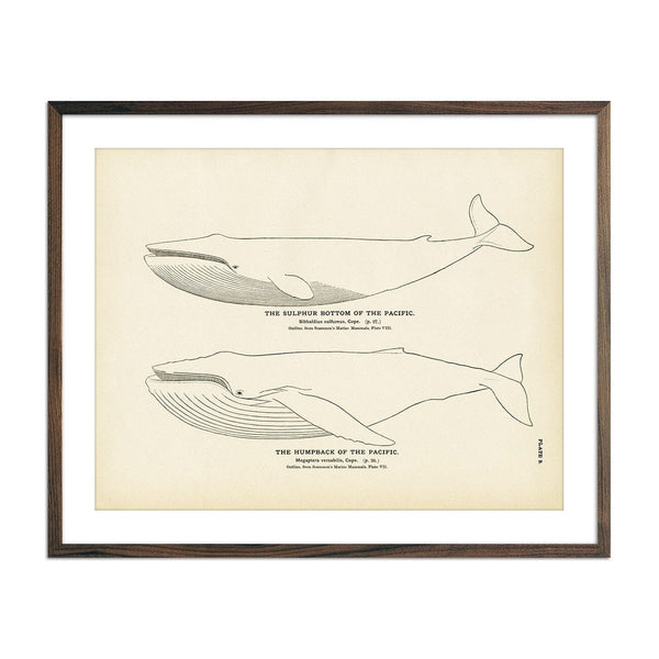 Humpback of the Pacific and Sulphur Bottom of the Pacific Art Print Fisheries Muir Way 