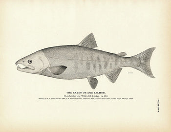 Kayko (Dog Salmon) Art Print Fisheries Muir Way 