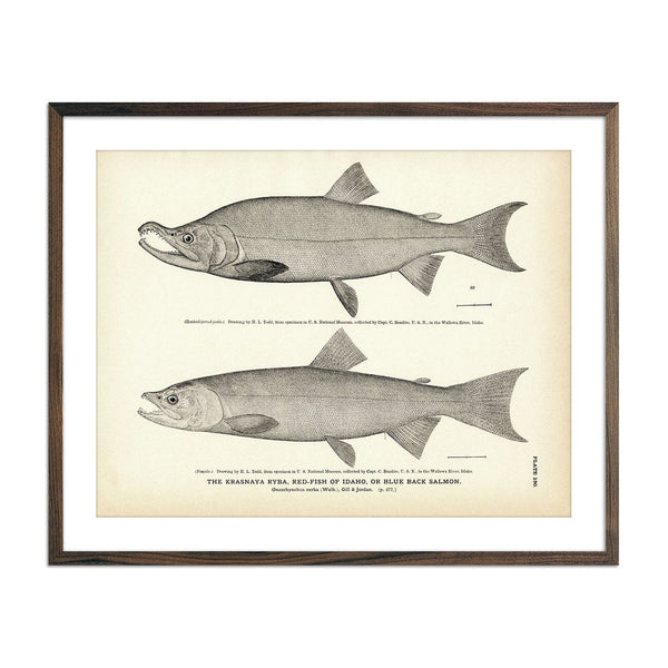 Krasnaya Ryba (Red-Fish of Idaho) (Blue Back Salmon) Art Print Fisheries Muir Way 