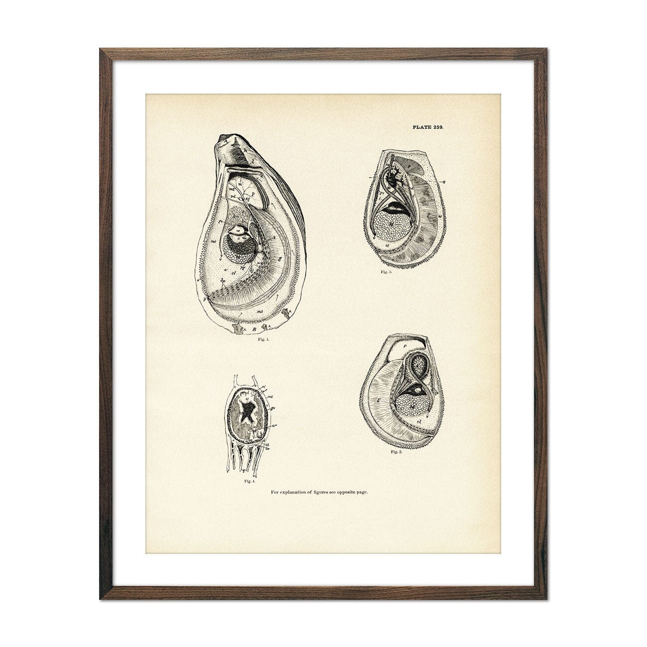 Mussels and Sea Clams - Set 2 Art Print
