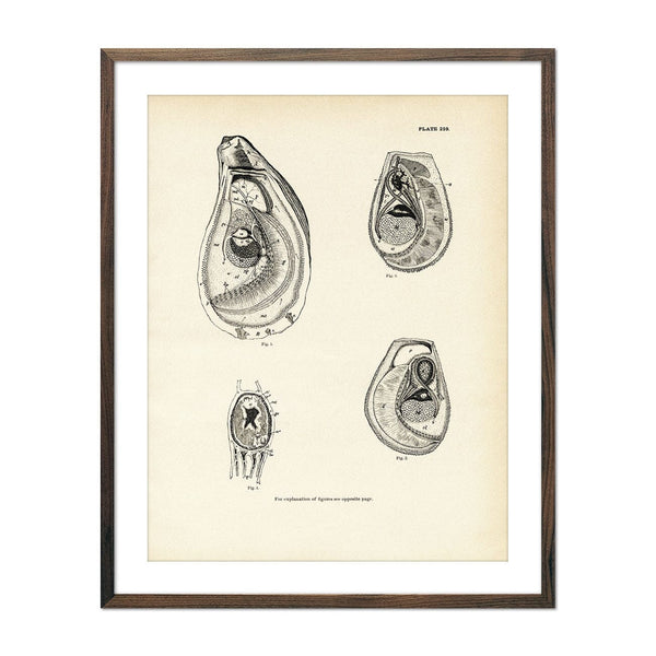 Mussels and Sea Clams - Set 2 Art Print Fisheries Muir Way 