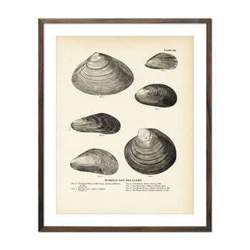 Mussels and Sea Clams - Set 1 Art Print Fisheries Muir Way 