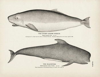 Pygmy Sperm Whale and Blackfish Art Print Fisheries Muir Way 