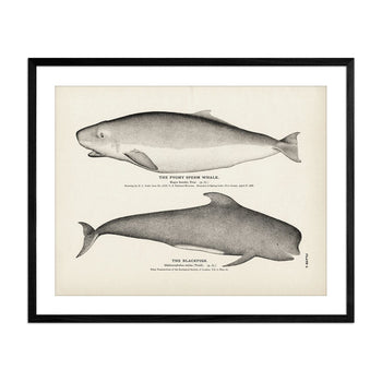 Pygmy Sperm Whale and Blackfish Art Print Fisheries Muir Way 