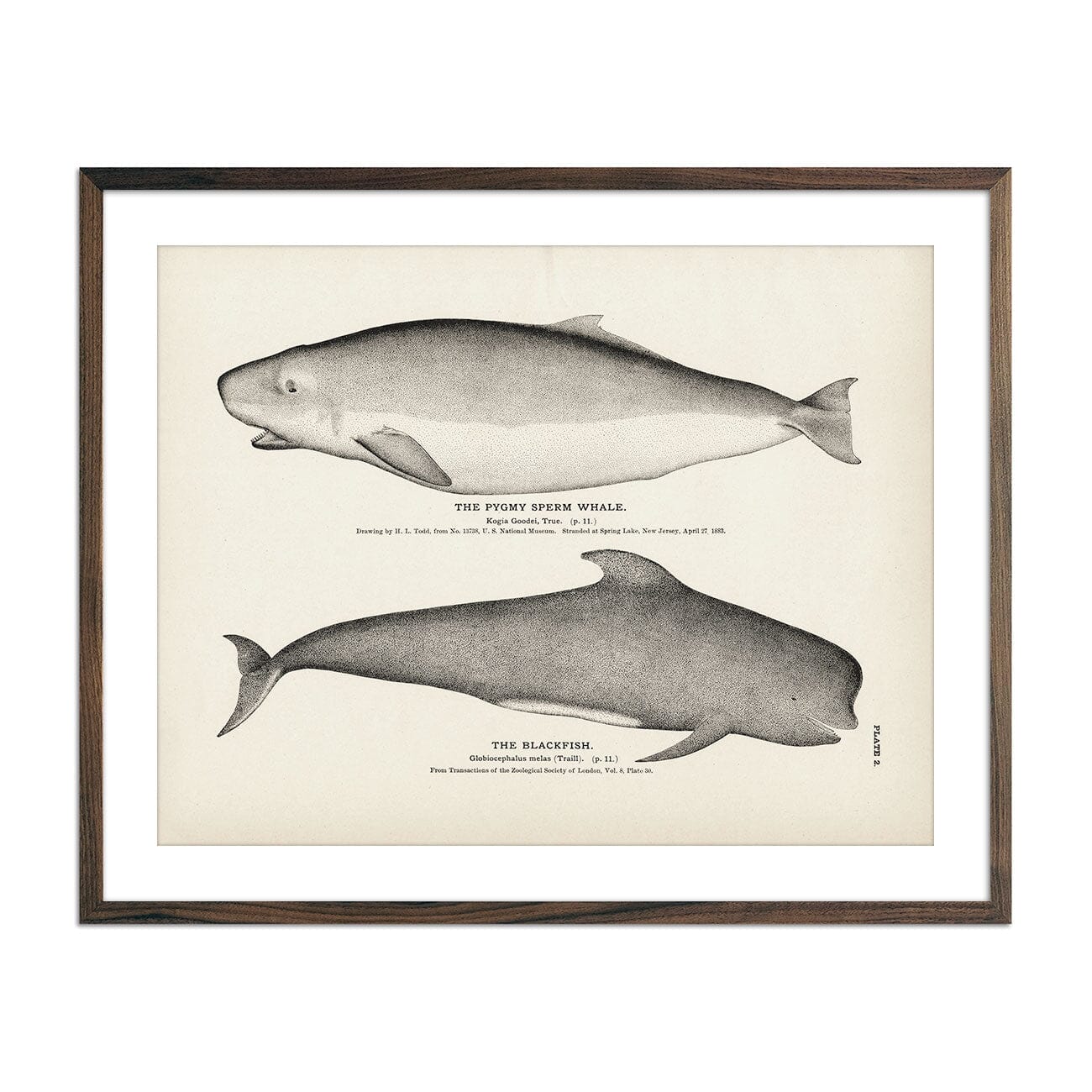 Pygmy Sperm Whale and Blackfish Art Print