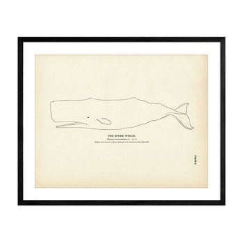 Sperm Whale Art Print Fisheries Muir Way 