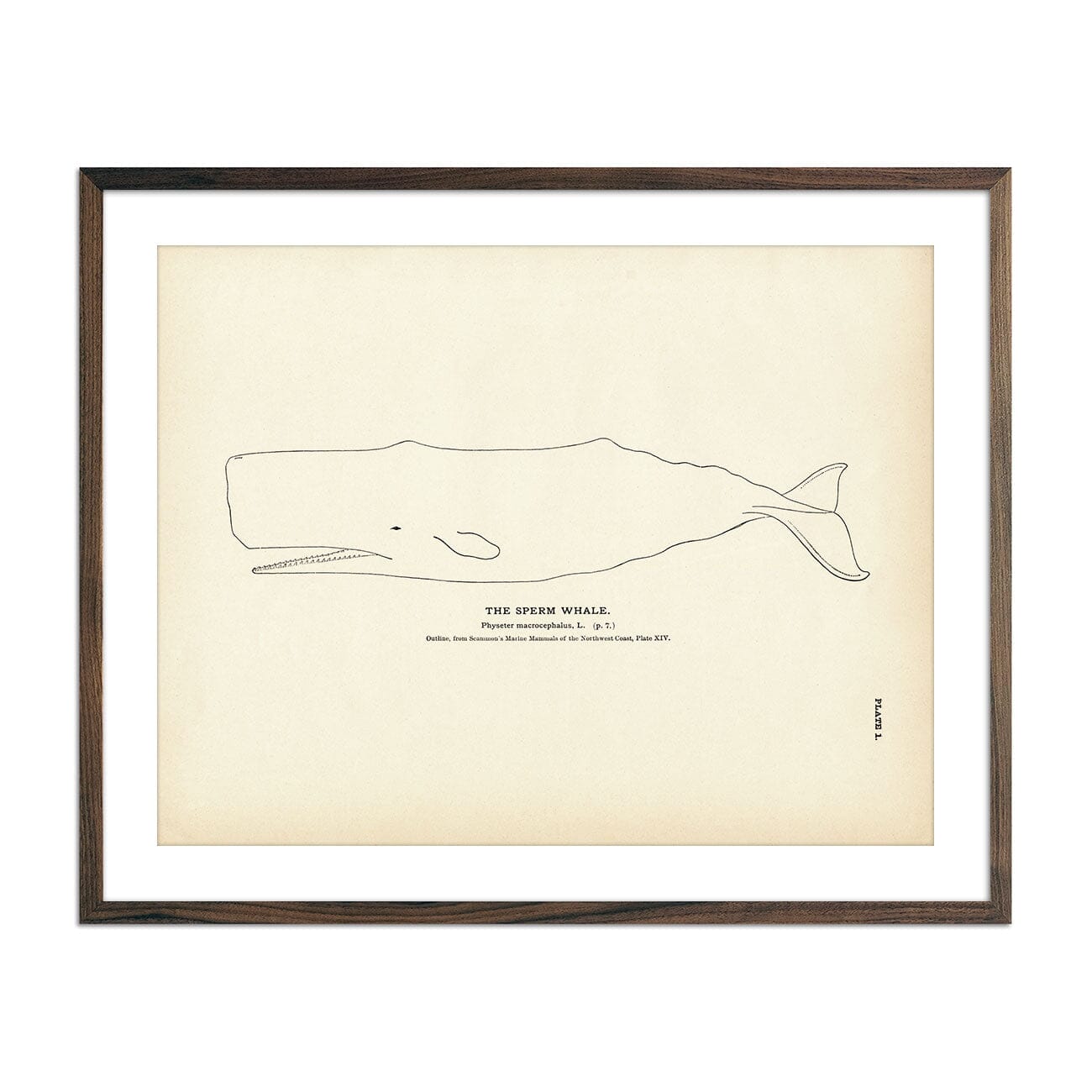 Sperm Whale Art Print