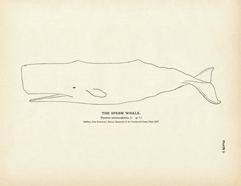 Sperm Whale Art Print Fisheries Muir Way 